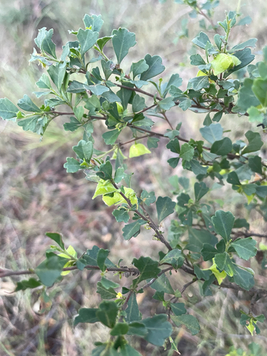 triangle-leaved hop bush