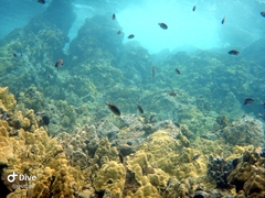 Pycnochromis vanderbilti