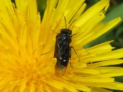 Eriocampa umbratica