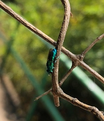 Trichrysis