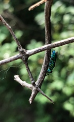 Trichrysis