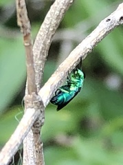 Trichrysis