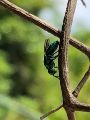 Trichrysis