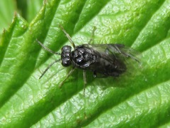 Eriocampa umbratica