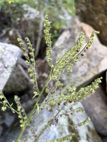 Hackelia floribunda observed 2026-07-31