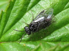 Eriocampa umbratica