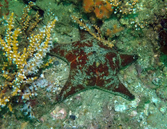 Anthenea sidneyensis