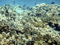 Pycnochromis vanderbilti