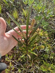 Montrouziera glabra (Montrouziera)