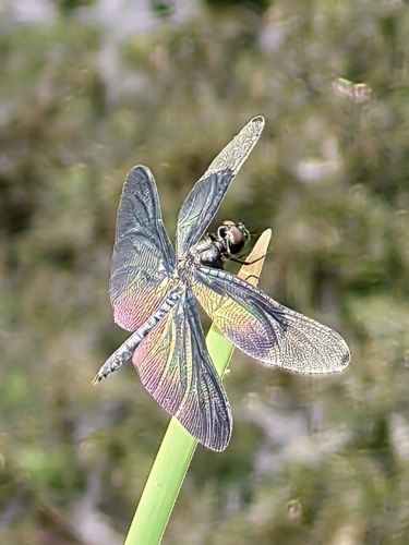Butterfly Flutterer