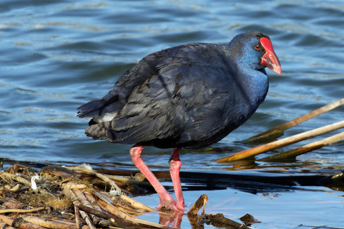 Calamón común (Porphyrio porphyrio)