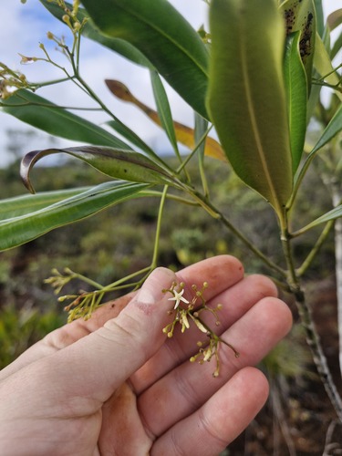 Alstonia lenormandii observed 2026-07-21