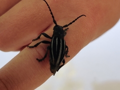 Dorcadion fuliginator