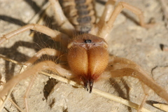 Galeodidae