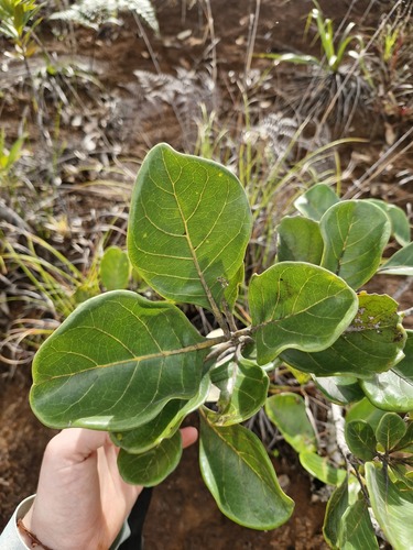 Codia discolor (Codia discolor)