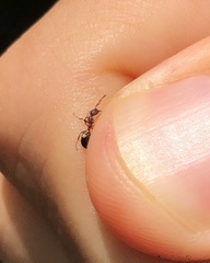 Dolichoderus sibiricus