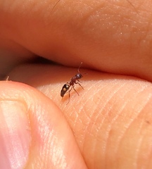 Dolichoderus sibiricus