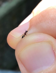 Dolichoderus sibiricus