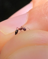 Dolichoderus sibiricus