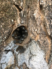 Scaptotrigona postica