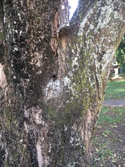 Scaptotrigona postica