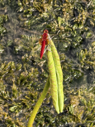 Scarlet Skimmer