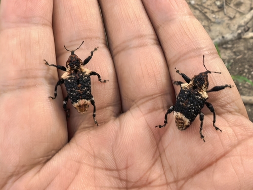 Eucryptorrhynchus scrobiculatus