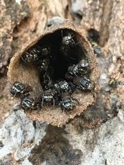 Scaptotrigona postica