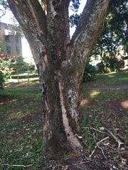 Scaptotrigona postica