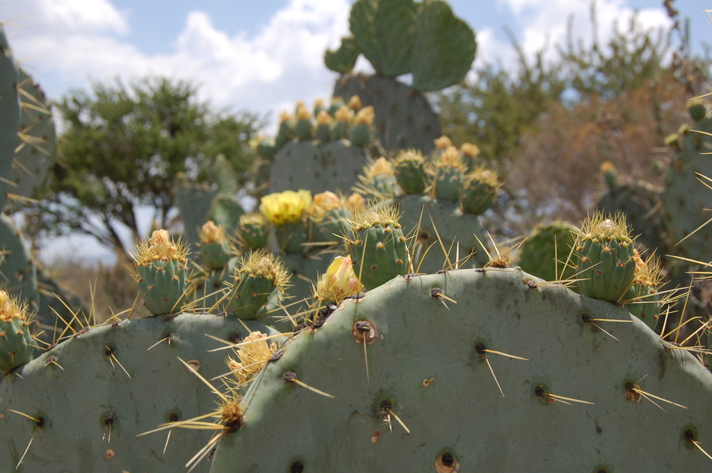 nopal tapn (Opuntia robusta)  iNaturalist