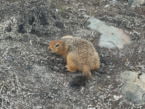 Arctic Ground Squirrel