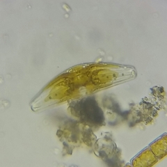 Cymbella
