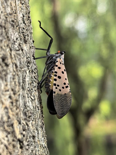 Spotted Lanternfly