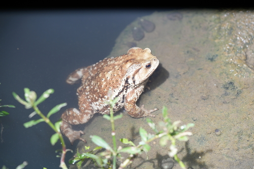 Asiatic Toad