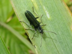 Ischnomera cinerascens