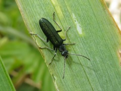 Ischnomera cinerascens