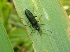 Ischnomera cinerascens