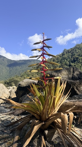 Tillandsia fendleri, photograph 1