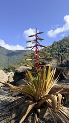 Tillandsia fendleri