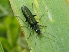 Ischnomera cinerascens