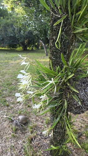 Lady of the Night Orchid