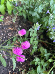 author not stated, no rights reserved Gomphrena globosa, photograph author not stated, no rights reserved
