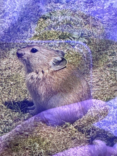 Black-lipped Pika