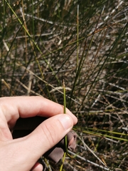Juncus kraussii