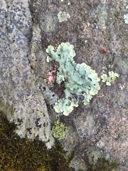 Xanthoparmelia stenophylla