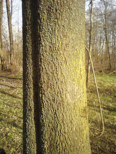 Poljski jasen (Fraxinus angustifolia)