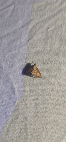 Ecpyrrhorrhoe rubiginalis