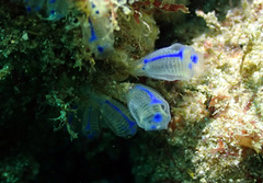 Clavelina australis