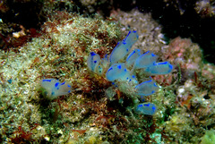 Clavelina australis
