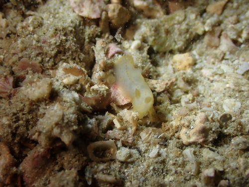 Gymnodoris citrina observed 2026-08-04